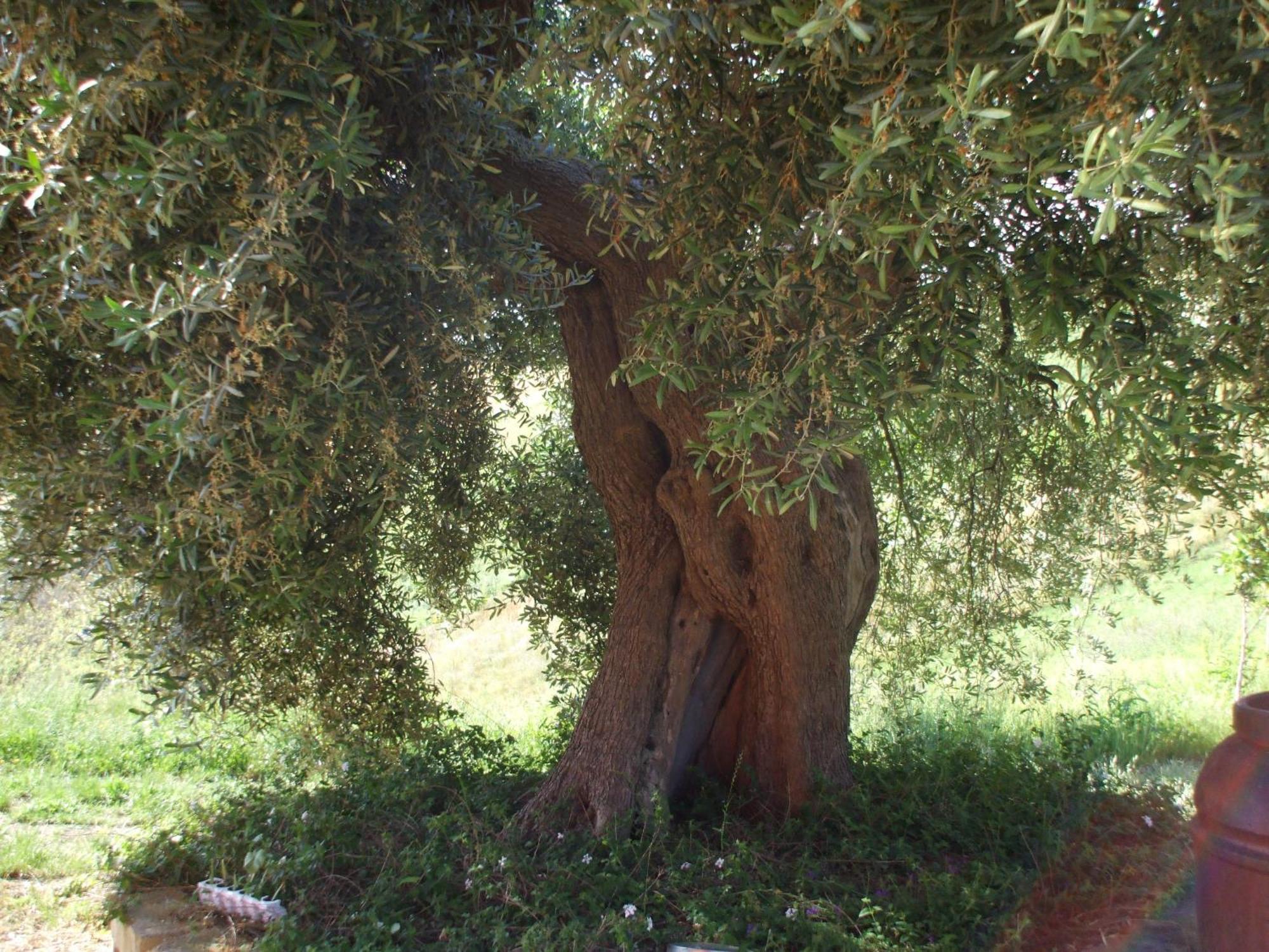 Agriturismo Il Borgo Degli Ulivi Roseto Degli Abruzzi Exterior foto